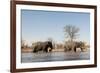 African Elephants (Loxodonta Africana), Khwai Concession, Okavango Delta, Botswana, Africa-Sergio Pitamitz-Framed Photographic Print