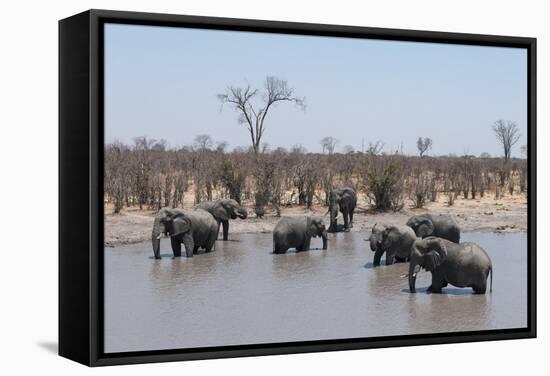 African Elephants (Loxodonta Africana), Khwai Concession, Okavango Delta, Botswana, Africa-Sergio Pitamitz-Framed Stretched Canvas