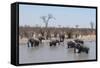 African Elephants (Loxodonta Africana), Khwai Concession, Okavango Delta, Botswana, Africa-Sergio Pitamitz-Framed Stretched Canvas