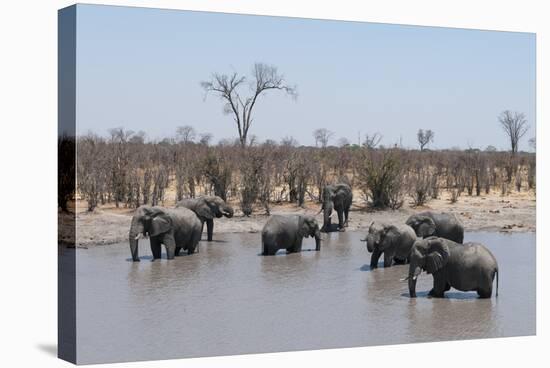African Elephants (Loxodonta Africana), Khwai Concession, Okavango Delta, Botswana, Africa-Sergio Pitamitz-Stretched Canvas