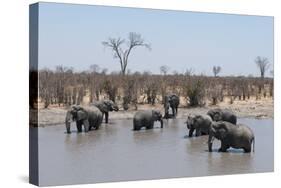 African Elephants (Loxodonta Africana), Khwai Concession, Okavango Delta, Botswana, Africa-Sergio Pitamitz-Stretched Canvas