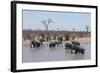 African Elephants (Loxodonta Africana), Khwai Concession, Okavango Delta, Botswana, Africa-Sergio Pitamitz-Framed Photographic Print