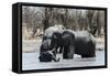 African Elephants (Loxodonta Africana), Khwai Concession, Okavango Delta, Botswana, Africa-Sergio Pitamitz-Framed Stretched Canvas