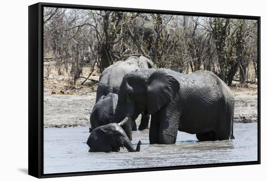 African Elephants (Loxodonta Africana), Khwai Concession, Okavango Delta, Botswana, Africa-Sergio Pitamitz-Framed Stretched Canvas