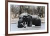 African Elephants (Loxodonta Africana), Khwai Concession, Okavango Delta, Botswana, Africa-Sergio Pitamitz-Framed Photographic Print