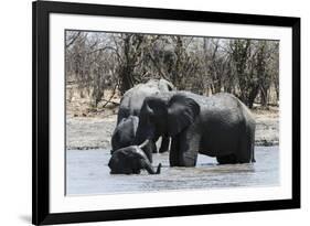 African Elephants (Loxodonta Africana), Khwai Concession, Okavango Delta, Botswana, Africa-Sergio Pitamitz-Framed Photographic Print