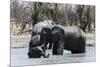 African Elephants (Loxodonta Africana), Khwai Concession, Okavango Delta, Botswana, Africa-Sergio Pitamitz-Mounted Photographic Print