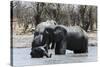 African Elephants (Loxodonta Africana), Khwai Concession, Okavango Delta, Botswana, Africa-Sergio Pitamitz-Stretched Canvas