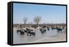 African Elephants (Loxodonta Africana), Khwai Concession, Okavango Delta, Botswana, Africa-Sergio Pitamitz-Framed Stretched Canvas