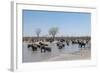 African Elephants (Loxodonta Africana), Khwai Concession, Okavango Delta, Botswana, Africa-Sergio Pitamitz-Framed Photographic Print