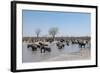 African Elephants (Loxodonta Africana), Khwai Concession, Okavango Delta, Botswana, Africa-Sergio Pitamitz-Framed Photographic Print