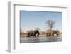 African Elephants (Loxodonta Africana), Khwai Concession, Okavango Delta, Botswana, Africa-Sergio Pitamitz-Framed Photographic Print