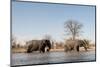 African Elephants (Loxodonta Africana), Khwai Concession, Okavango Delta, Botswana, Africa-Sergio Pitamitz-Mounted Photographic Print