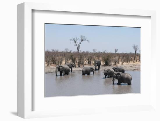 African Elephants (Loxodonta Africana), Khwai Concession, Okavango Delta, Botswana, Africa-Sergio Pitamitz-Framed Photographic Print