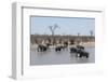 African Elephants (Loxodonta Africana), Khwai Concession, Okavango Delta, Botswana, Africa-Sergio Pitamitz-Framed Photographic Print