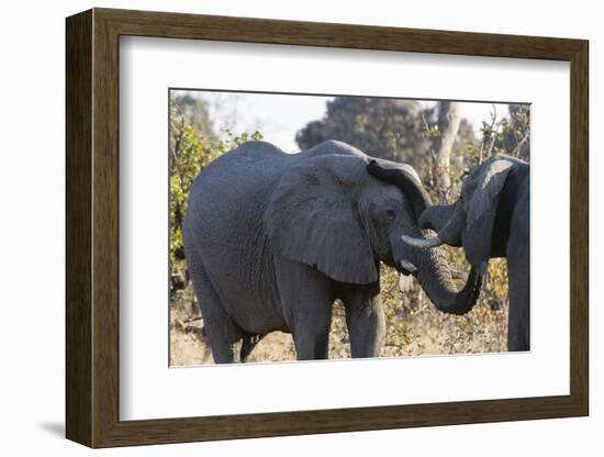 African Elephants (Loxodonta Africana), Khwai Concession, Okavango Delta, Botswana, Africa-Sergio Pitamitz-Framed Photographic Print