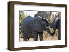 African Elephants (Loxodonta Africana), Khwai Concession, Okavango Delta, Botswana, Africa-Sergio Pitamitz-Framed Photographic Print