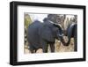 African Elephants (Loxodonta Africana), Khwai Concession, Okavango Delta, Botswana, Africa-Sergio Pitamitz-Framed Photographic Print