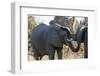 African Elephants (Loxodonta Africana), Khwai Concession, Okavango Delta, Botswana, Africa-Sergio Pitamitz-Framed Photographic Print