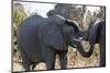 African Elephants (Loxodonta Africana), Khwai Concession, Okavango Delta, Botswana, Africa-Sergio Pitamitz-Mounted Photographic Print