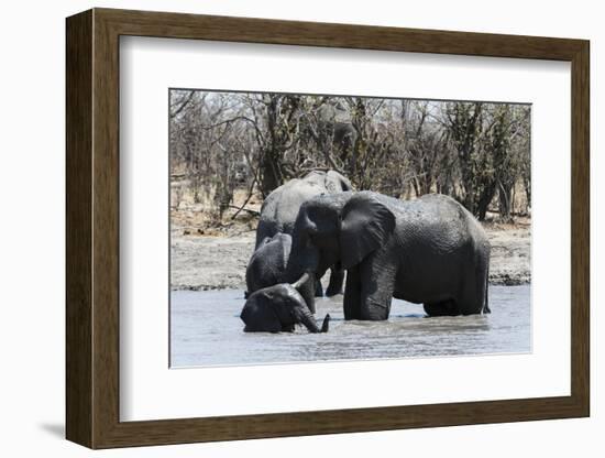 African Elephants (Loxodonta Africana), Khwai Concession, Okavango Delta, Botswana, Africa-Sergio Pitamitz-Framed Photographic Print