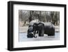 African Elephants (Loxodonta Africana), Khwai Concession, Okavango Delta, Botswana, Africa-Sergio Pitamitz-Framed Photographic Print