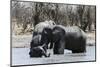 African Elephants (Loxodonta Africana), Khwai Concession, Okavango Delta, Botswana, Africa-Sergio Pitamitz-Mounted Photographic Print