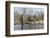 African Elephants (Loxodonta Africana), Khwai Concession, Okavango Delta, Botswana, Africa-Sergio Pitamitz-Framed Photographic Print