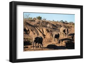 African elephants (Loxodonta africana), Mashatu Game Reserve, Botswana, Africa-Sergio Pitamitz-Framed Photographic Print