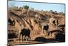 African elephants (Loxodonta africana), Mashatu Game Reserve, Botswana, Africa-Sergio Pitamitz-Mounted Photographic Print