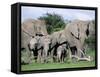 African Elephants, Loxodonta Africana, Maternal Group with Baby, Etosha National Park, Namibia-Ann & Steve Toon-Framed Stretched Canvas