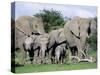 African Elephants, Loxodonta Africana, Maternal Group with Baby, Etosha National Park, Namibia-Ann & Steve Toon-Stretched Canvas