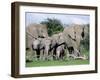 African Elephants, Loxodonta Africana, Maternal Group with Baby, Etosha National Park, Namibia-Ann & Steve Toon-Framed Photographic Print