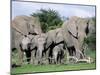 African Elephants, Loxodonta Africana, Maternal Group with Baby, Etosha National Park, Namibia-Ann & Steve Toon-Mounted Photographic Print