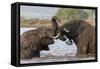 African elephants (Loxodonta africana) playfighting in water, Zimanga game reserve, KwaZulu-Natal-Ann and Steve Toon-Framed Stretched Canvas