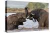 African elephants (Loxodonta africana) playfighting in water, Zimanga game reserve, KwaZulu-Natal-Ann and Steve Toon-Stretched Canvas