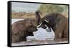 African elephants (Loxodonta africana) playfighting in water, Zimanga game reserve, KwaZulu-Natal-Ann and Steve Toon-Framed Stretched Canvas