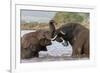 African elephants (Loxodonta africana) playfighting in water, Zimanga game reserve, KwaZulu-Natal-Ann and Steve Toon-Framed Photographic Print