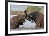 African elephants (Loxodonta africana) playfighting in water, Zimanga game reserve, KwaZulu-Natal-Ann and Steve Toon-Framed Photographic Print