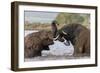 African elephants (Loxodonta africana) playfighting in water, Zimanga game reserve, KwaZulu-Natal-Ann and Steve Toon-Framed Photographic Print