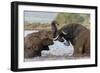 African elephants (Loxodonta africana) playfighting in water, Zimanga game reserve, KwaZulu-Natal-Ann and Steve Toon-Framed Photographic Print