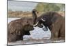 African elephants (Loxodonta africana) playfighting in water, Zimanga game reserve, KwaZulu-Natal-Ann and Steve Toon-Mounted Photographic Print