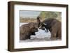 African elephants (Loxodonta africana) playfighting in water, Zimanga game reserve, KwaZulu-Natal-Ann and Steve Toon-Framed Photographic Print