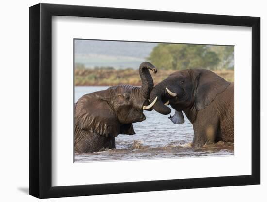 African elephants (Loxodonta africana) playfighting in water, Zimanga game reserve, KwaZulu-Natal-Ann and Steve Toon-Framed Photographic Print