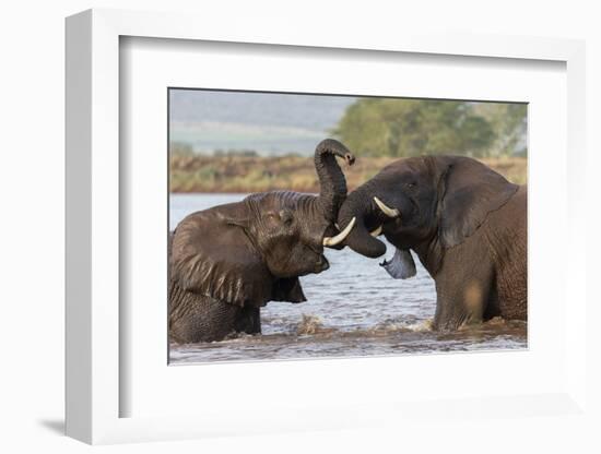 African elephants (Loxodonta africana) playfighting in water, Zimanga game reserve, KwaZulu-Natal-Ann and Steve Toon-Framed Photographic Print