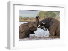 African elephants (Loxodonta africana) playfighting in water, Zimanga game reserve, KwaZulu-Natal-Ann and Steve Toon-Framed Photographic Print