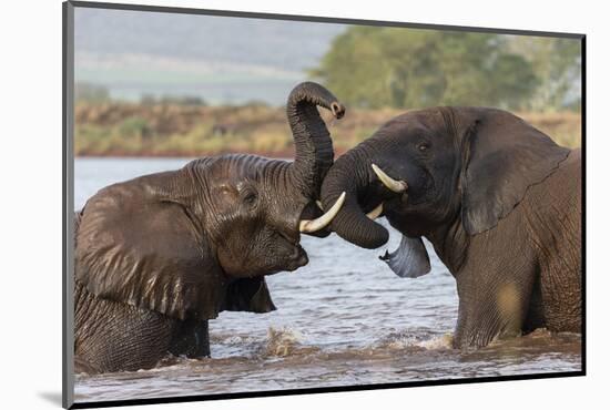 African elephants (Loxodonta africana) playfighting in water, Zimanga game reserve, KwaZulu-Natal-Ann and Steve Toon-Mounted Photographic Print