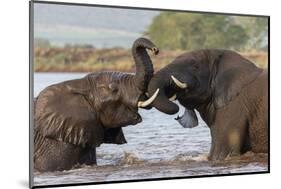 African elephants (Loxodonta africana) playfighting in water, Zimanga game reserve, KwaZulu-Natal-Ann and Steve Toon-Mounted Photographic Print