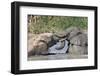 African Elephants (Loxodonta Africana) Playing in Hapoor Waterhole-Ann and Steve Toon-Framed Photographic Print