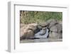 African Elephants (Loxodonta Africana) Playing in Hapoor Waterhole-Ann and Steve Toon-Framed Photographic Print